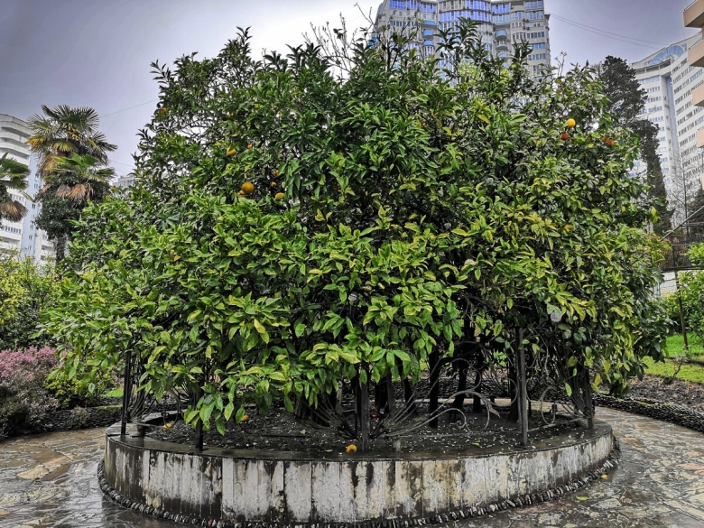 Дерево дружбы Сочи