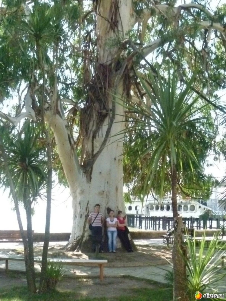 Эвкалиптовая аллея Абхазия