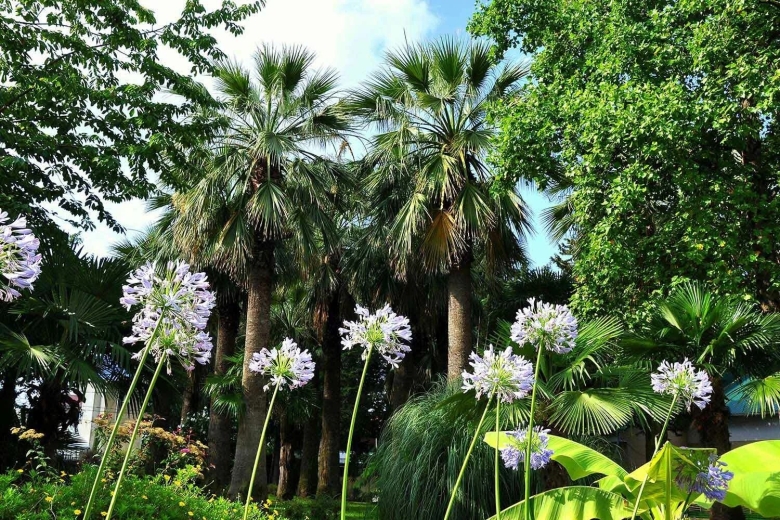 Парк санатория знание в Адлере