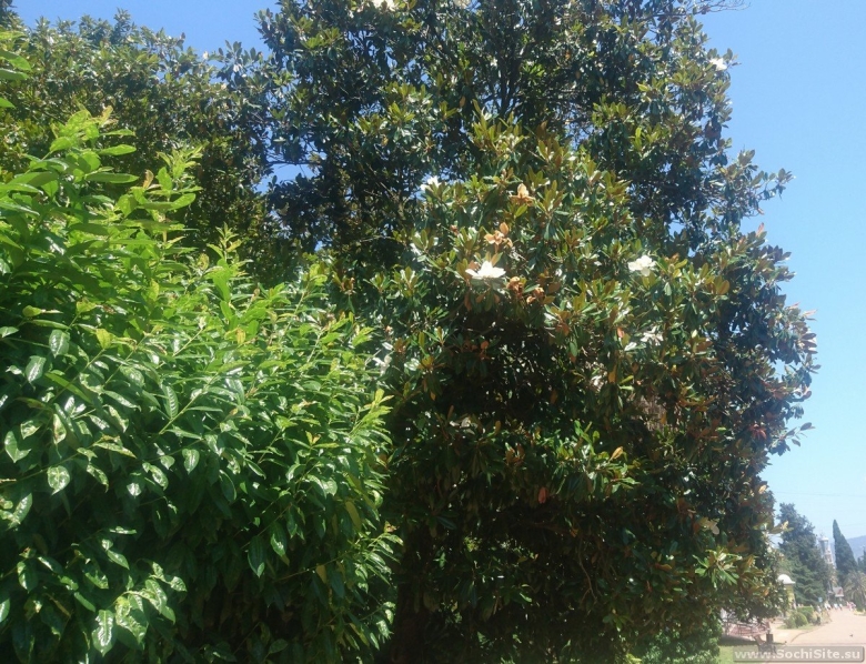 Магнолия крупноцветковая Сочи