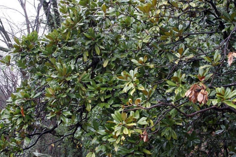 Вечнозеленые растения Сочи