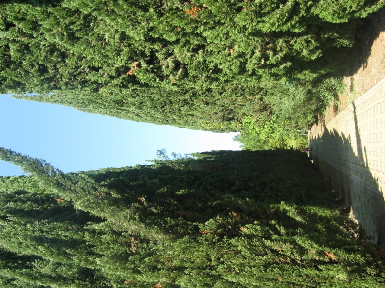 Аллея Победы Адлер