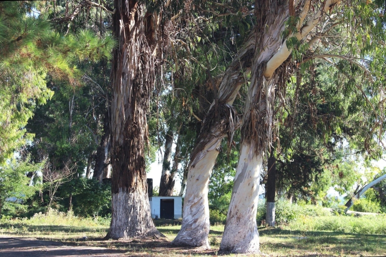 Гагра Эвкалиптовая роща