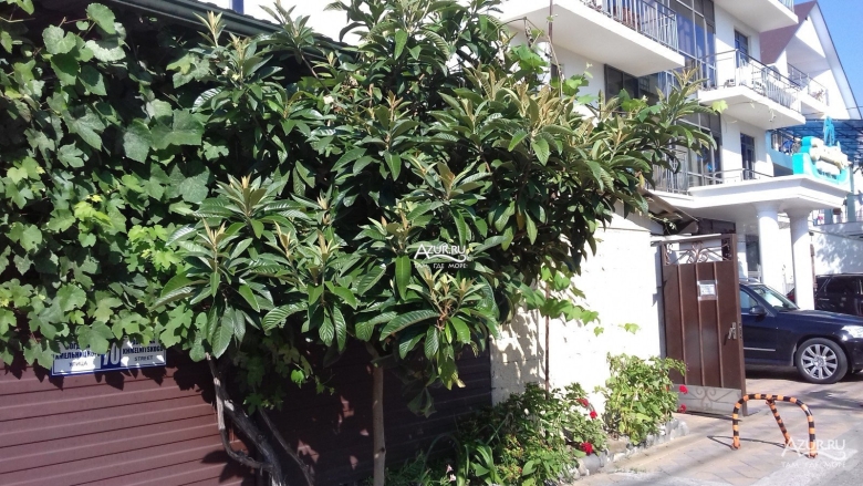 Магнолия дерево в сочи