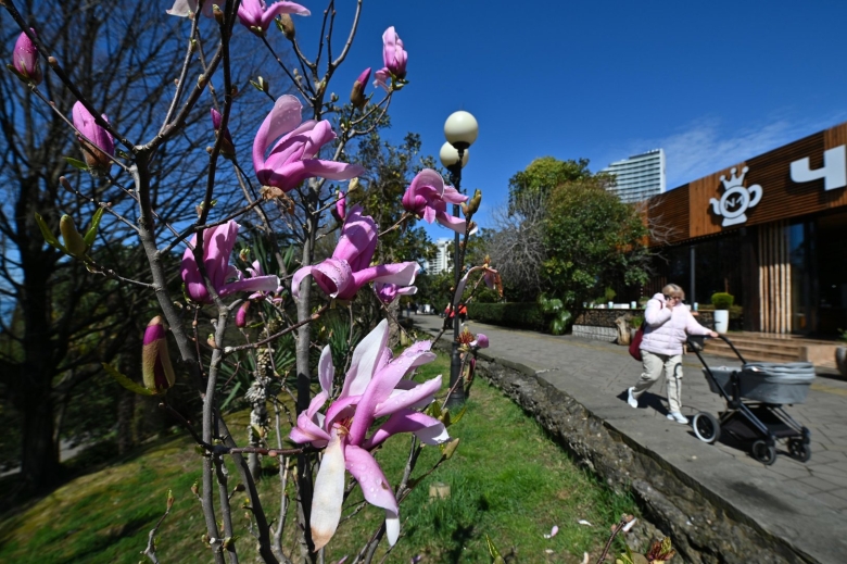 Магнолия суланжа в сочи