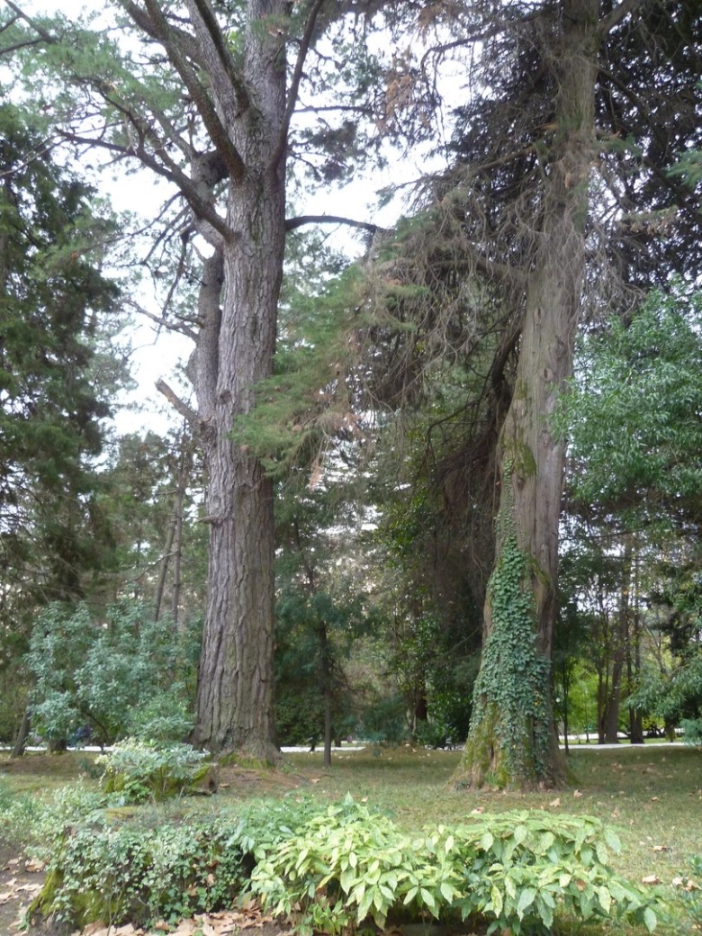 Сочинский дендрарий сосны