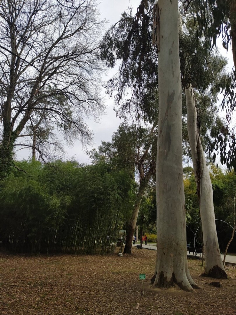 Парк Южные культуры Адлер