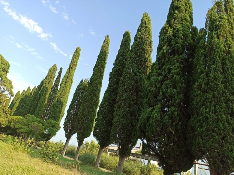 Кипарис Абхазия Пицунда