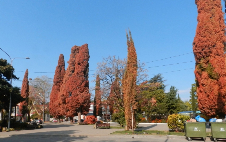 Кипарис Адлер дерево