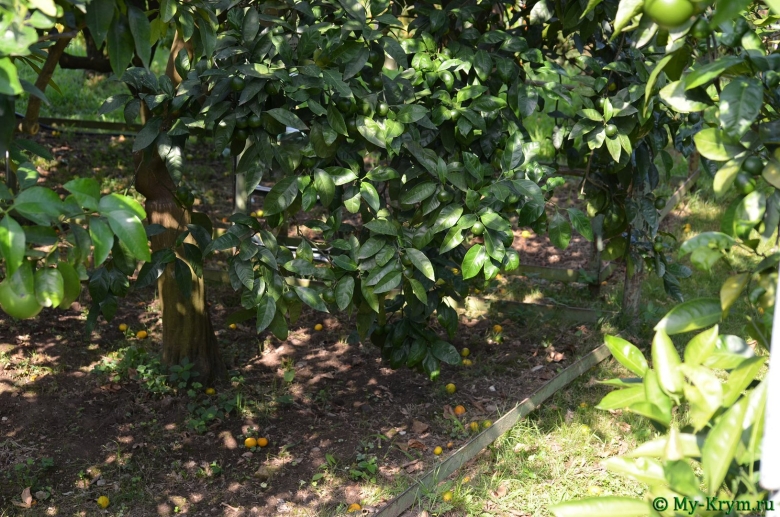 Дерево дружбы Сочи