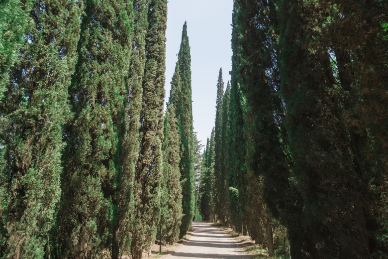 Кипарисовая аллея Никитский Ботанический сад