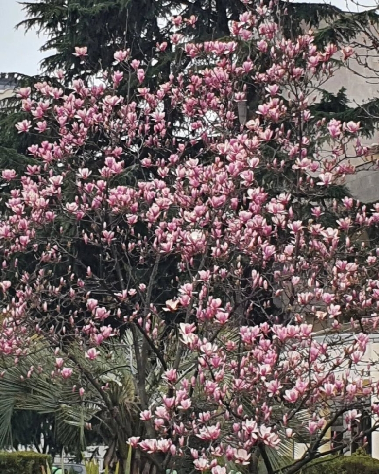 Магнолия суланжа адлер