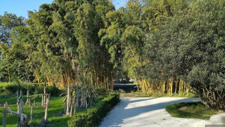 Дендрарий Эвкалиптовая роща