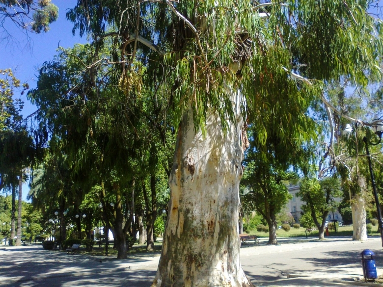 Эвкалиптовая аллея Абхазия