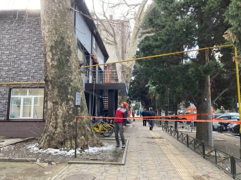 Платан Адлер дерево