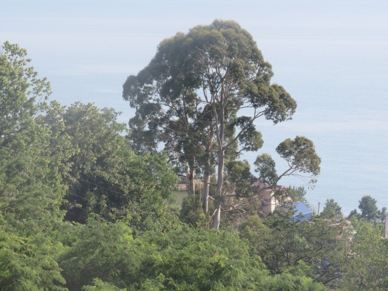 Сочинские деревья