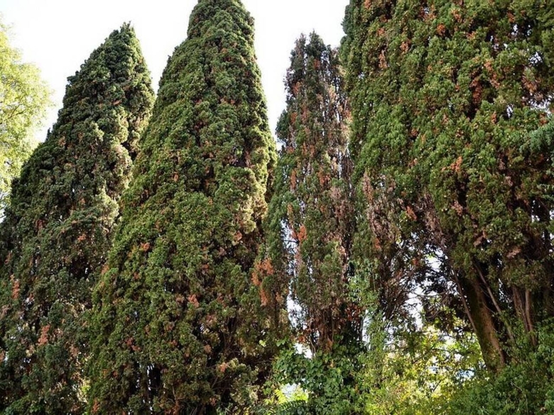 Гималайский кедр Дендрарий Сочи