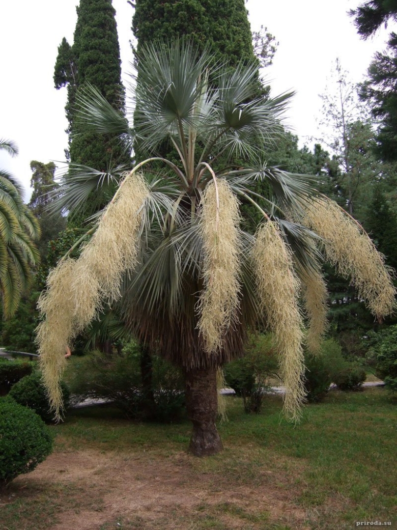 Пальма Юбея Чилийская