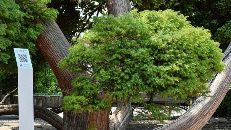 Кипарис Адлер дерево