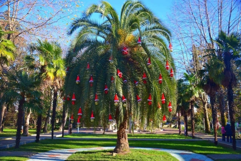 Пальмовая аллея Адлер