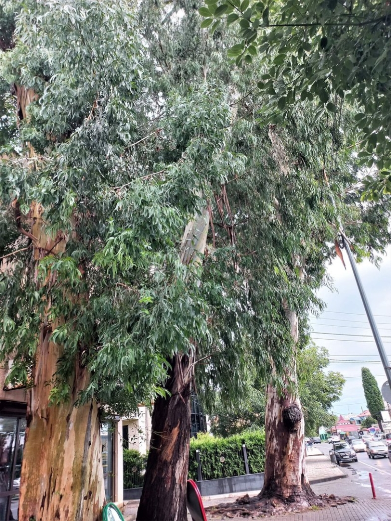 Эвкалиптовая аллея Абхазия