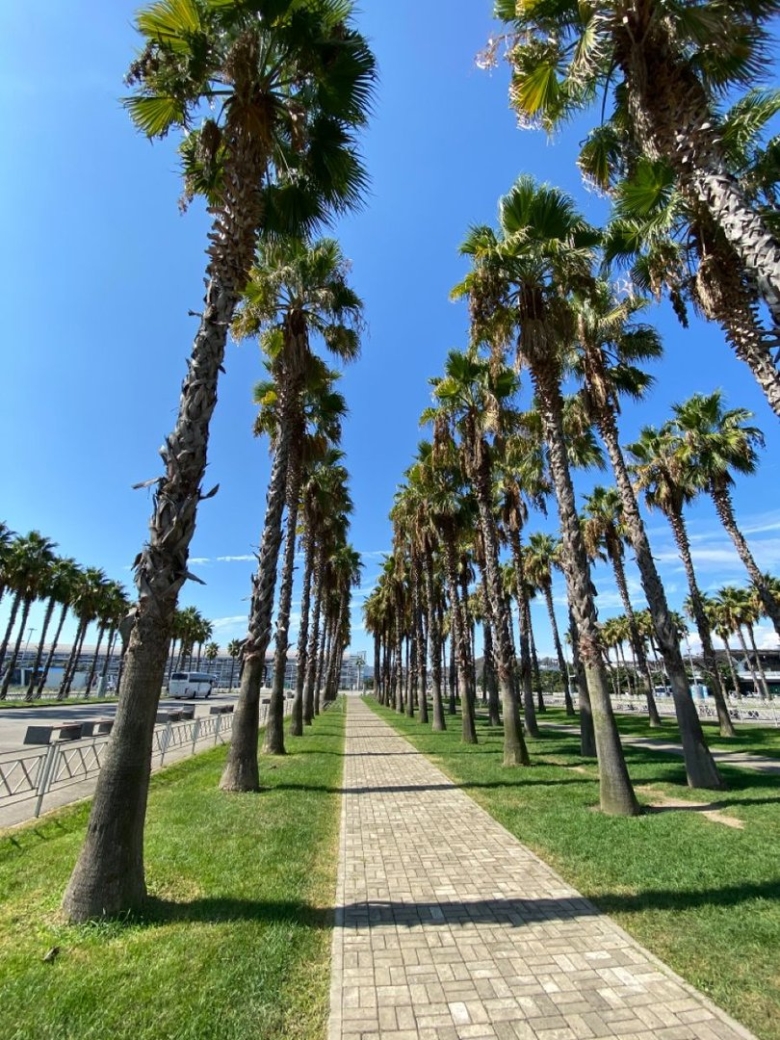 Аллея пальм олимпийский парк адлер