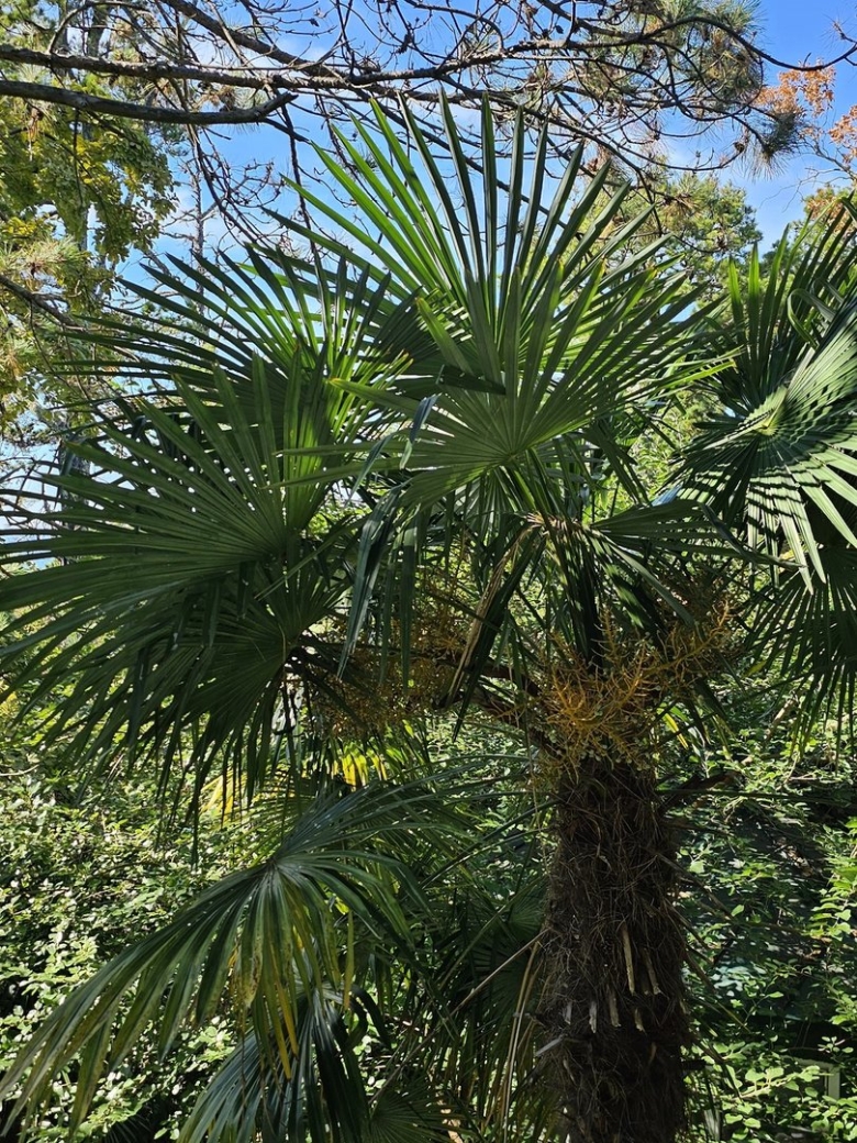 Пальма трахикарпус форчуна