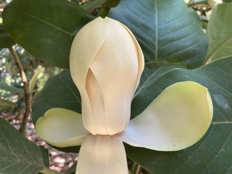 Магнолия цветет в сочи