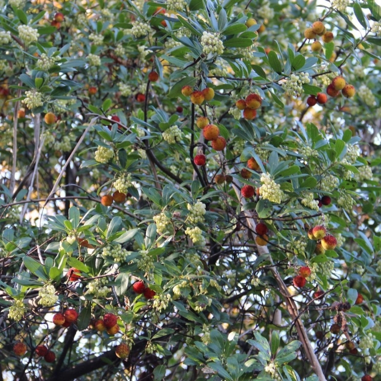 Земляничное дерево в сочи