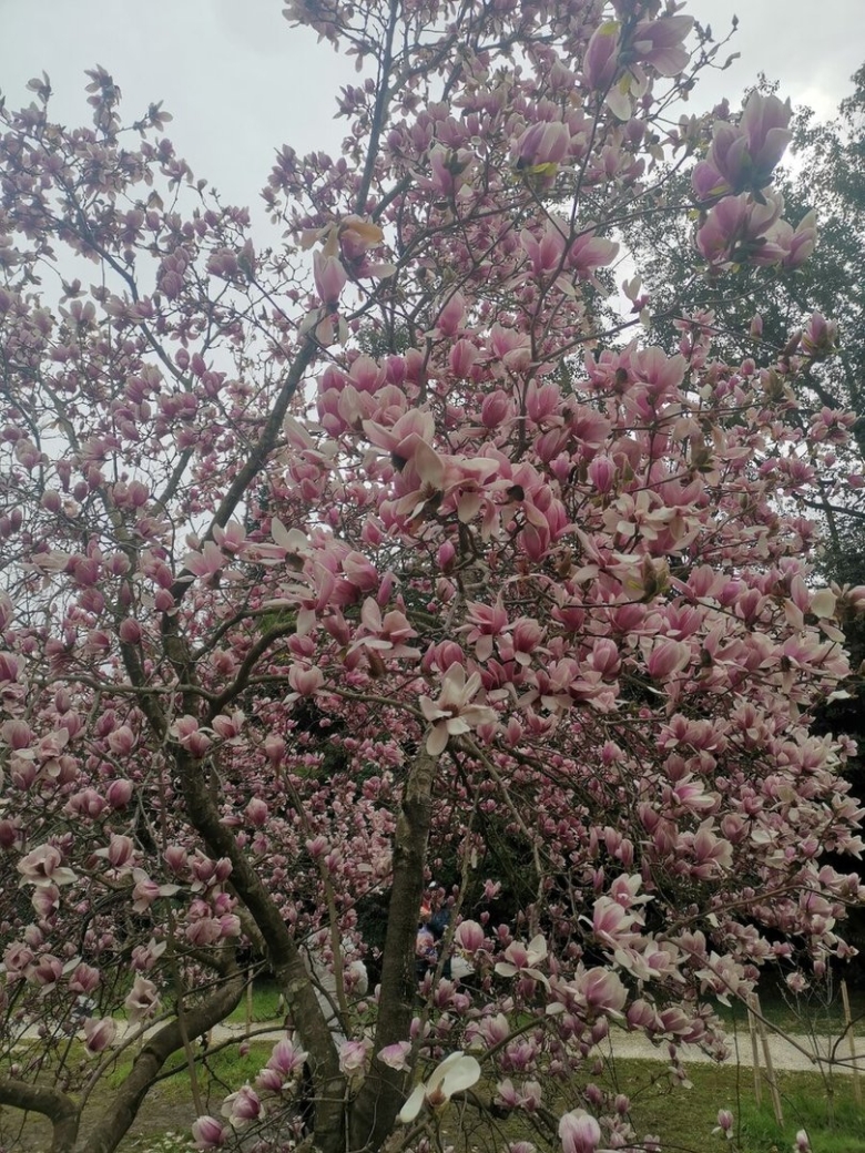 Магнолия Суланжа Адлер