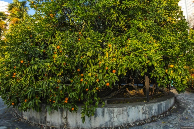 Сад-музей дерево дружбы в сочи