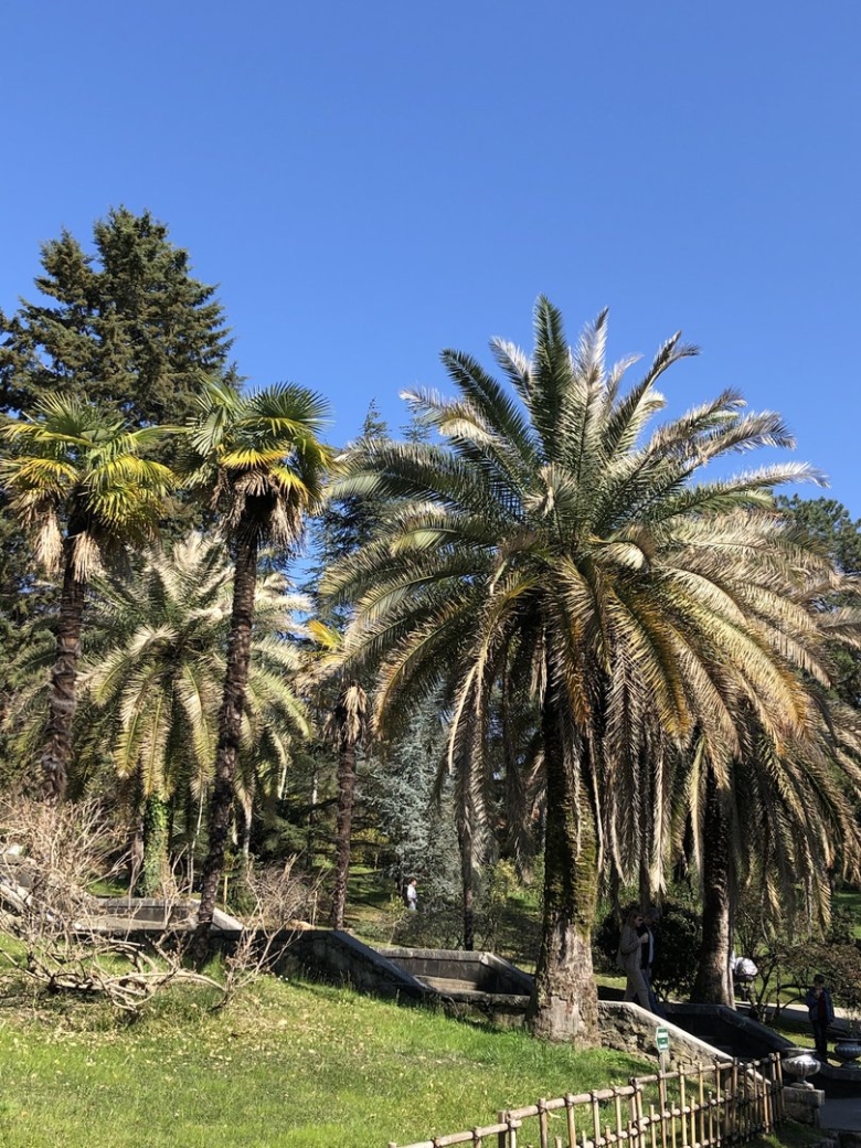 Дендрарий сочи зимой