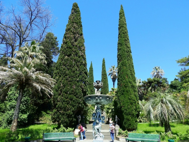 Кипарис дендрарий сочи