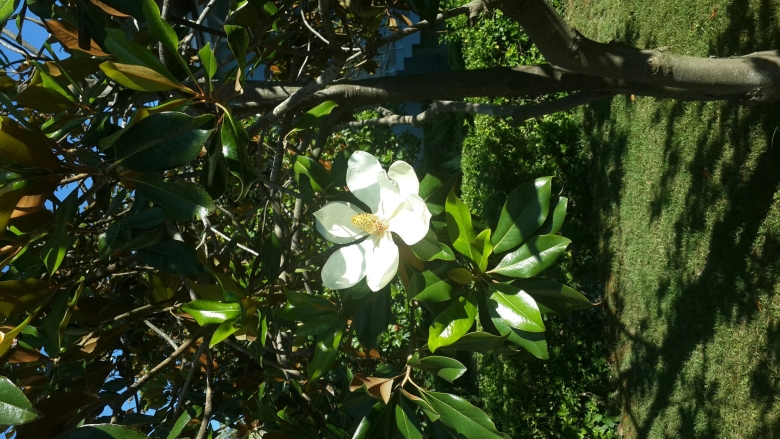 Дерево фикус в Абхазии