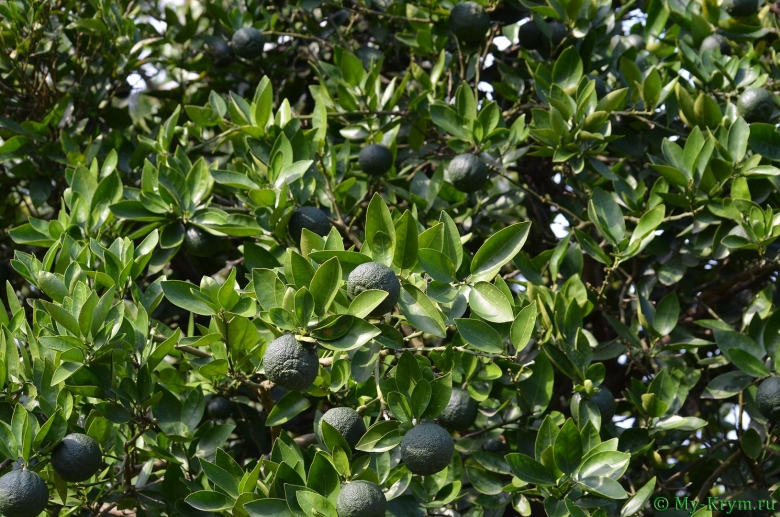 Вечнозеленые кустарники в сочи