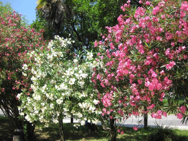 Магнолия кустарник Абхазия