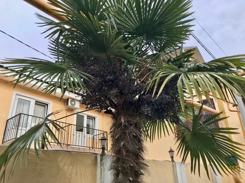 Новороссийск пальмы