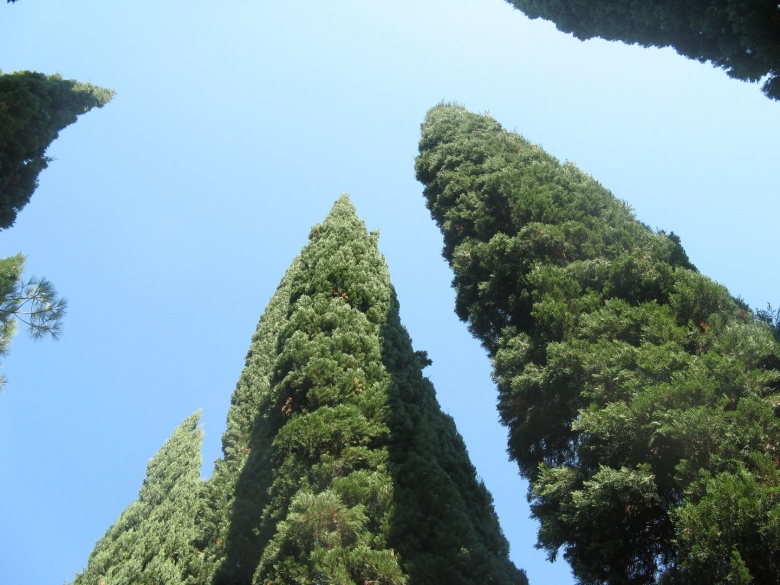 Кипарис Адлер листья