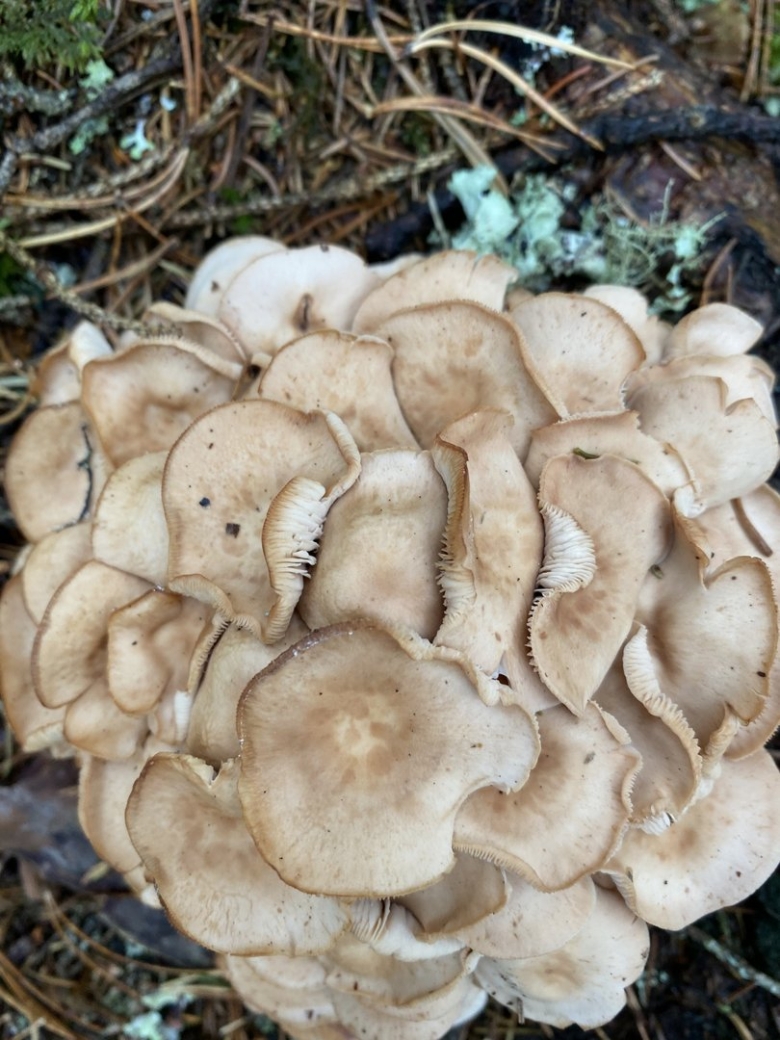 Грибы растущие кучками съедобные
