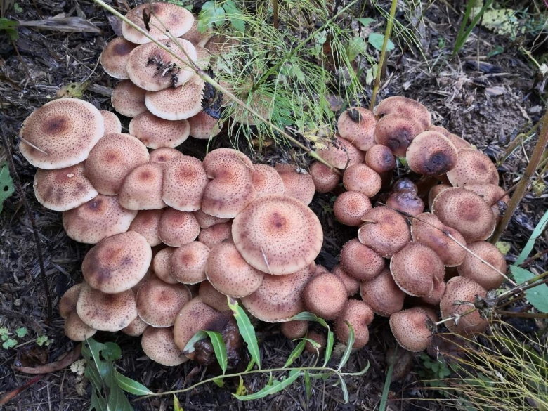 Степные опята