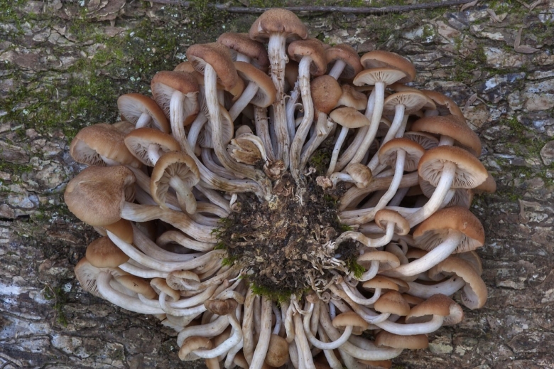 Опенок ссыхающийся Armillaria tabescens