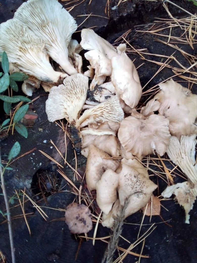 Вёшенка обыкновенная съедобные