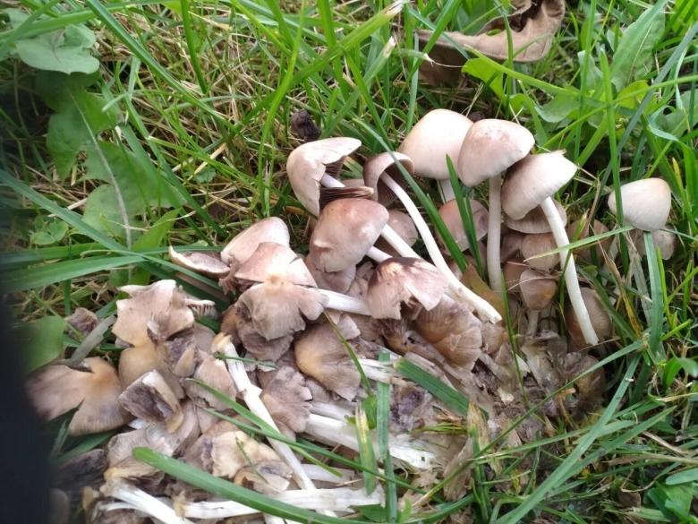 Грибы растут семейками