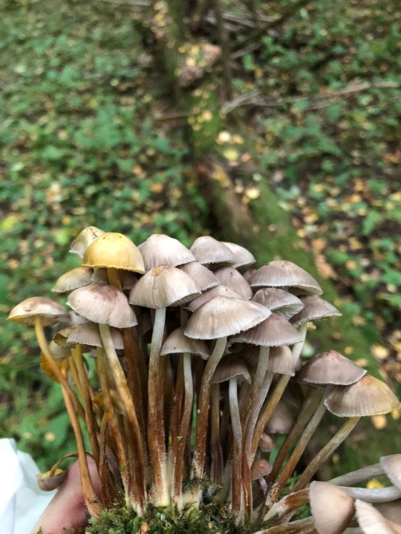 Грибы растущие кучками