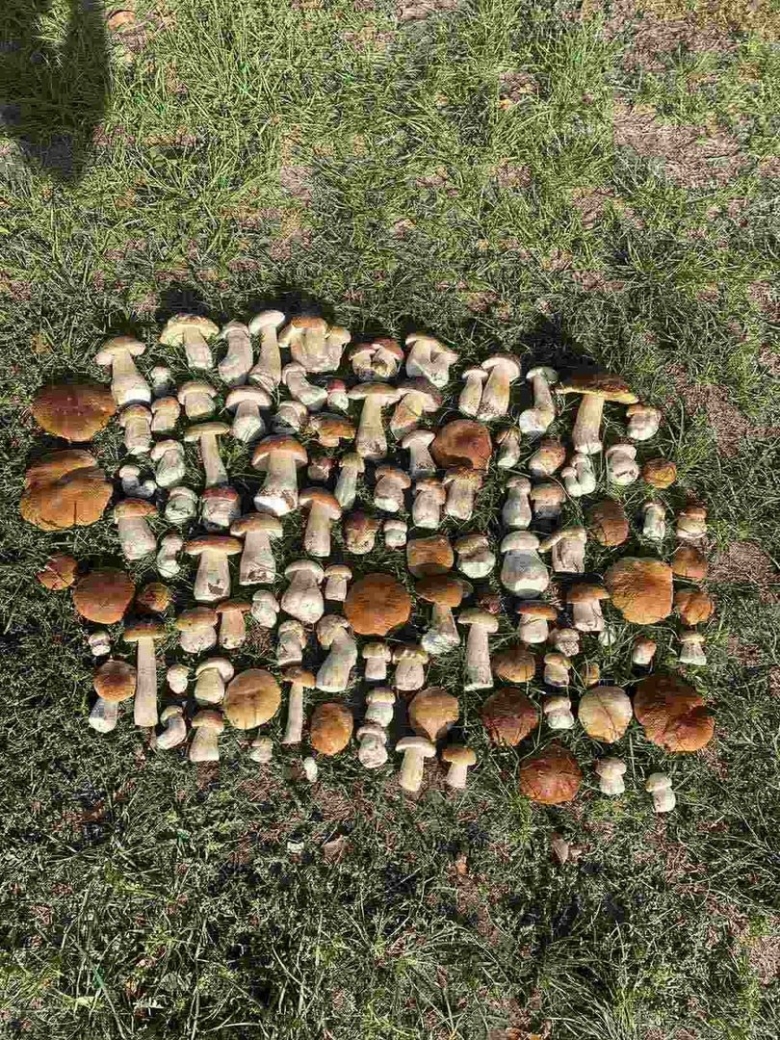 Много грибов