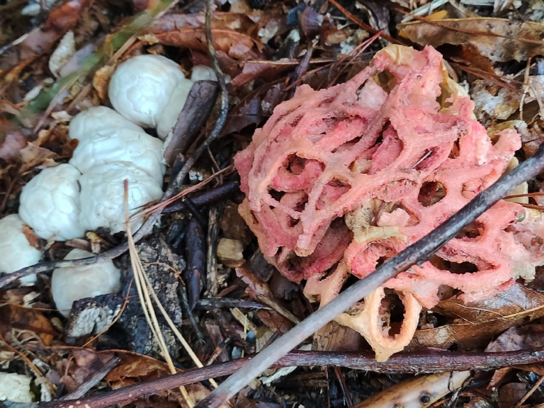 Гриб решеточник красный