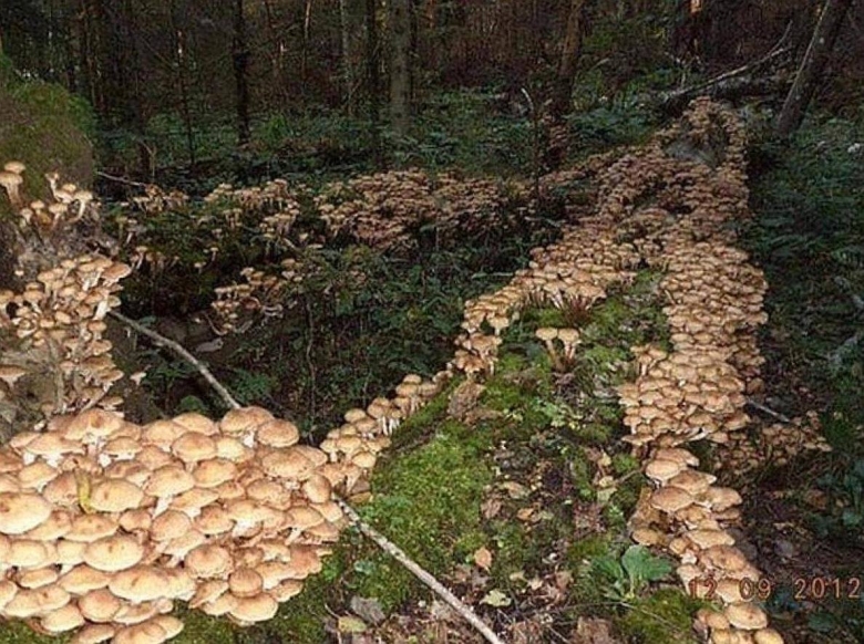 Опенок в Орегоне