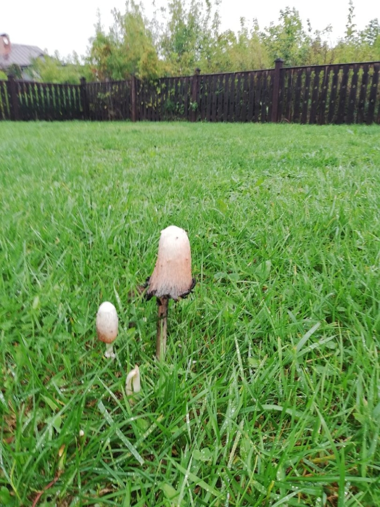 Поганка гриб