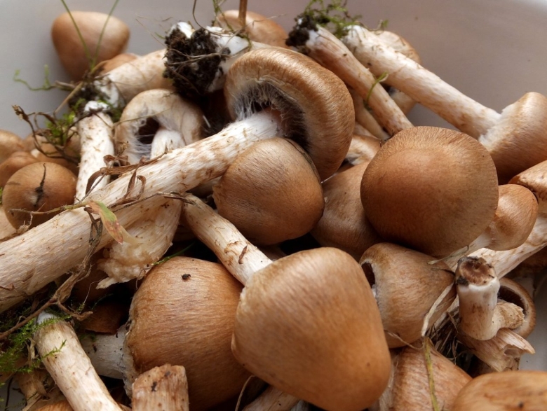 Псатирелла бархатистая