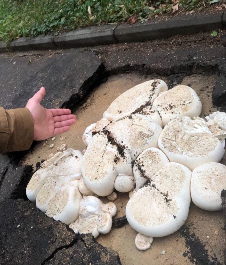 Грибы на навозе